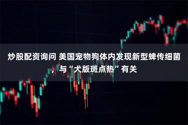 炒股配资询问 美国宠物狗体内发现新型蜱传细菌，与“犬版斑点热”有关